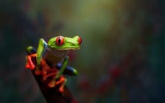 Red Macro HD Wallpaper