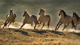 Beautiful Wallpaper Wild Horses