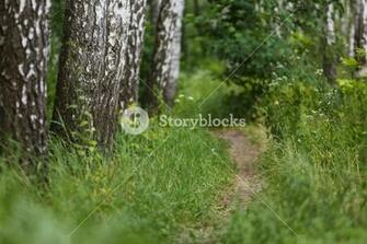 Natural Background Birch Grove Road Path Among Birches