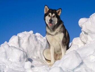 Alaskan Malamute Computer Desktop Wallpaper