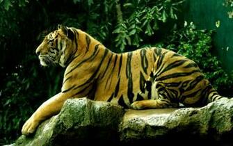 Tag Bengal Tiger Wallpaper Background Photos Image And Pictures