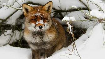 Fox In The Snow Wallpaper Animal