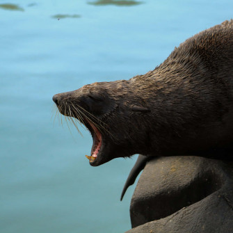 Northern Fur Seal Wallpaper