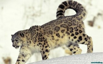 Description Snow Leopard Wallpaper Background In HD