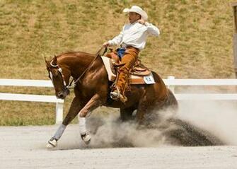 Brown American Quarter Horse Wallpaper Pre
