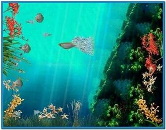 Coral Reef Aquarium 3d Screensaver