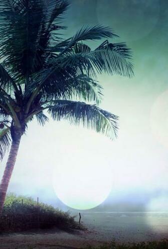 Palm Tree iPhone Wallpaper
