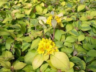 Lysimachia Aurea Procumbens