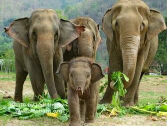 Baby Elephant And Family Wallpaper Desktop
