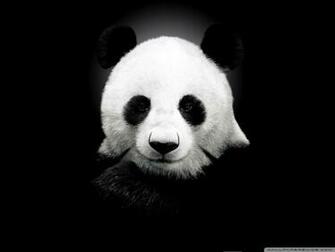 Panda Bear 4k HD Desktop Wallpaper For Ultra Tv Tablet