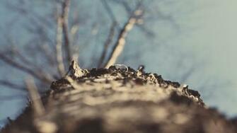 Most Amazing Collection Of Computer Background Spring