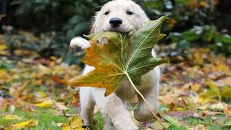 Puppies Desktop Wallpaper