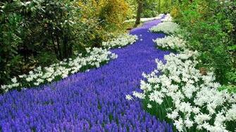 Hyacinth Wallpaper High Quality