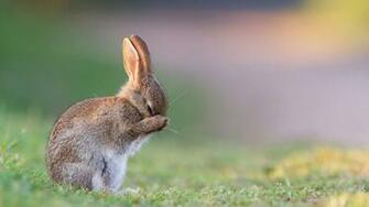 Rabbit HD Wallpaper Background Image