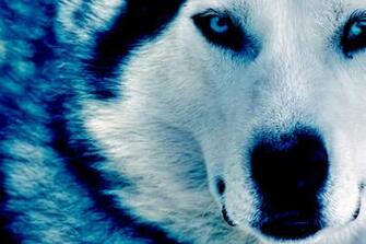 Winter Wolf HD Dekstop Wallpaper