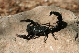 Scorpion Background Wallpaper IwallHD