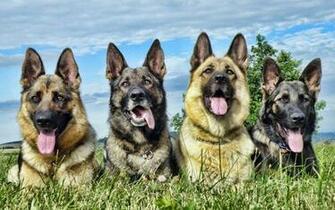 German Shepherd Wallpaper HD Dogs