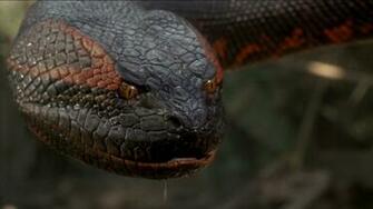 Anaconda HD Wallpaper
