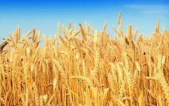 Beautiful High Resolution Wallpaper Ukrainian Flag The Blue Sky And