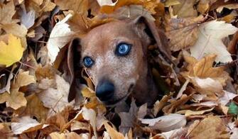 Click Select Set As Desktop Background Wallpaper Animals Dogs