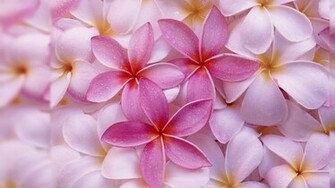 Flowers Wallpaper Desktop Background HD