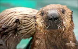 Monterey Bay Aquarium Wallpaper Release Date Price And Specs