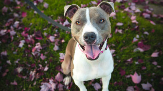 Pitbull Dogs Wallpaper