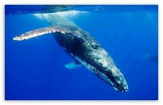 Humpback Whale HD Wallpaper For Standard Fullscreen Uxga Xga