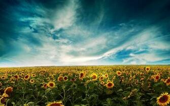 Sunflower Field Wallpaper 4k