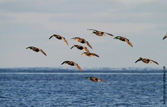 Waterfowl Systems Avery Wallpaper Drake