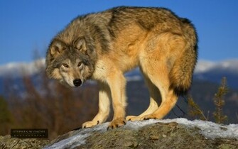 Stephenoachs Wallpaper Wolf Jpg