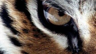 Tiger Wallpaper Best