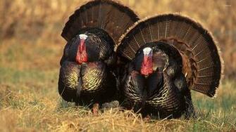 Turkeys Wallpaper Animal