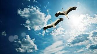 HD Wallpaper Birds Flying Wallpaper55