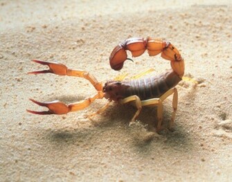 Scorpion Wallpaper HD
