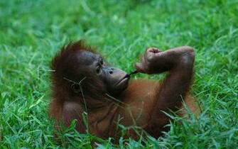 Orangutan HD Desktop Wallpaper 7wallpaper Net