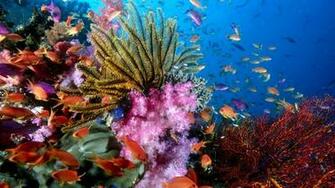 Reef Wallpaper Fish Desktop