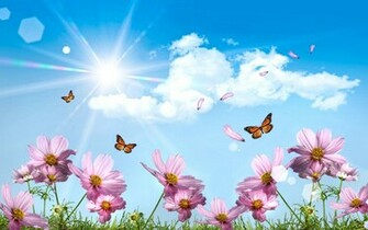 Butterflies Desktop Wallpaper