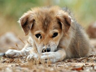 Cute Baby Dogs Wallpaper Dog HD