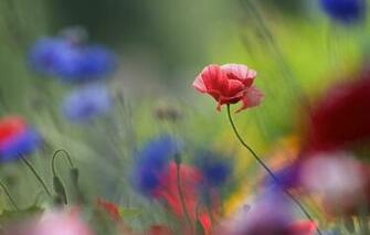 Wallpaper Flowers Background Mac Image For Desktop Section
