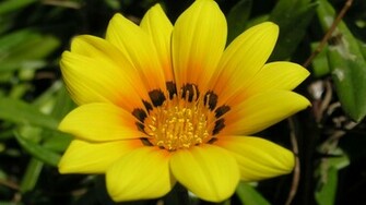 Widescreen Yellow 1080p Wallpaper HD