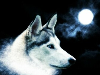 Lone Wolf Wallpaper