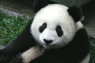 Cute Panda Bear Wallpaper New Image Full Desktop Background