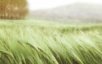 Nature Wind Fields Corn Meadow Wallpaper