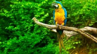 Parrot Wallpaper