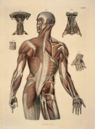 Anatomy Human Wallpaper Sciences HD Art