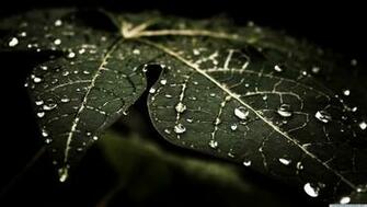 Leafy Ultra HD 4k Wallpaper Open Your Eyes
