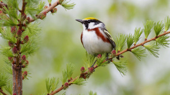 HD Birds Wallpaper