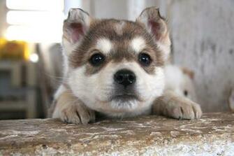 Puppies Husky Wallpaper