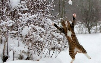 Winter Snow Cats Animals Funny Wallpaper HD